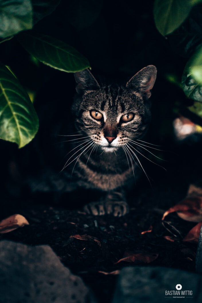 Portrait of a Cat (©Bastian Wittig)